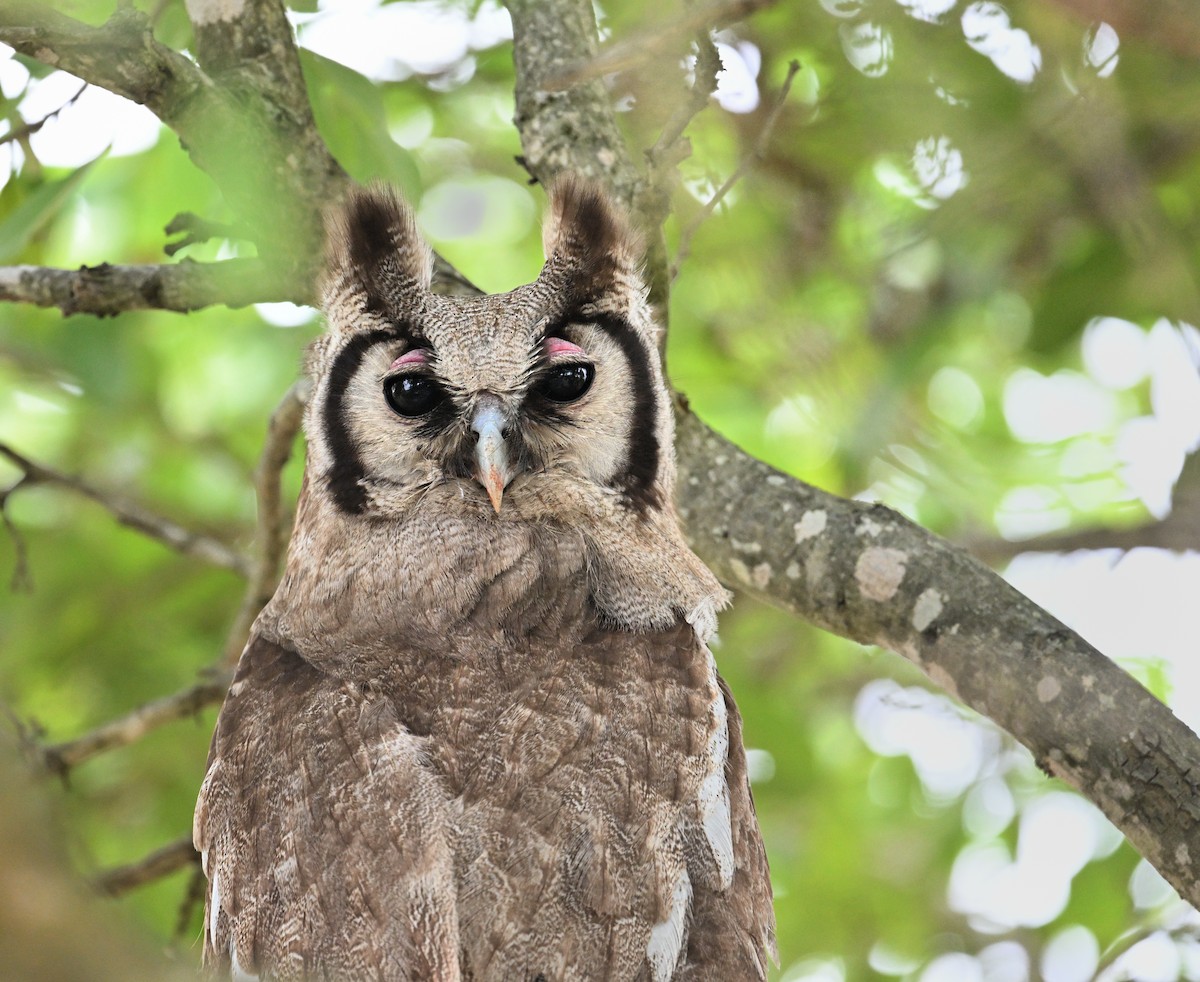 Verreaux's Eagle-Owl - ML645828601