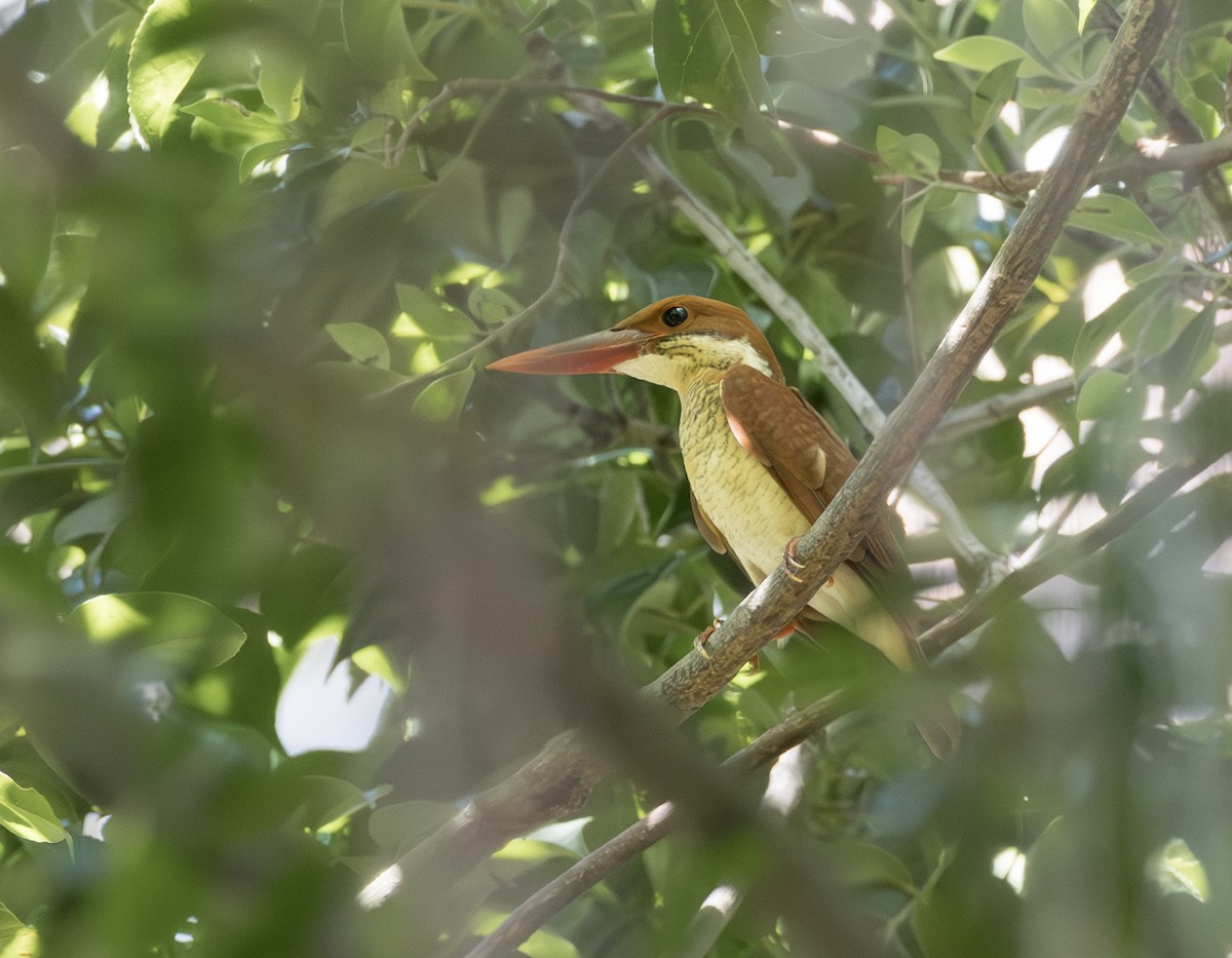 Ruddy Kingfisher - ML645828602