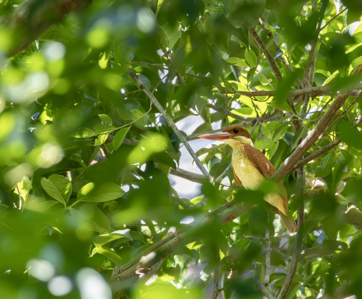 Ruddy Kingfisher - ML645828603