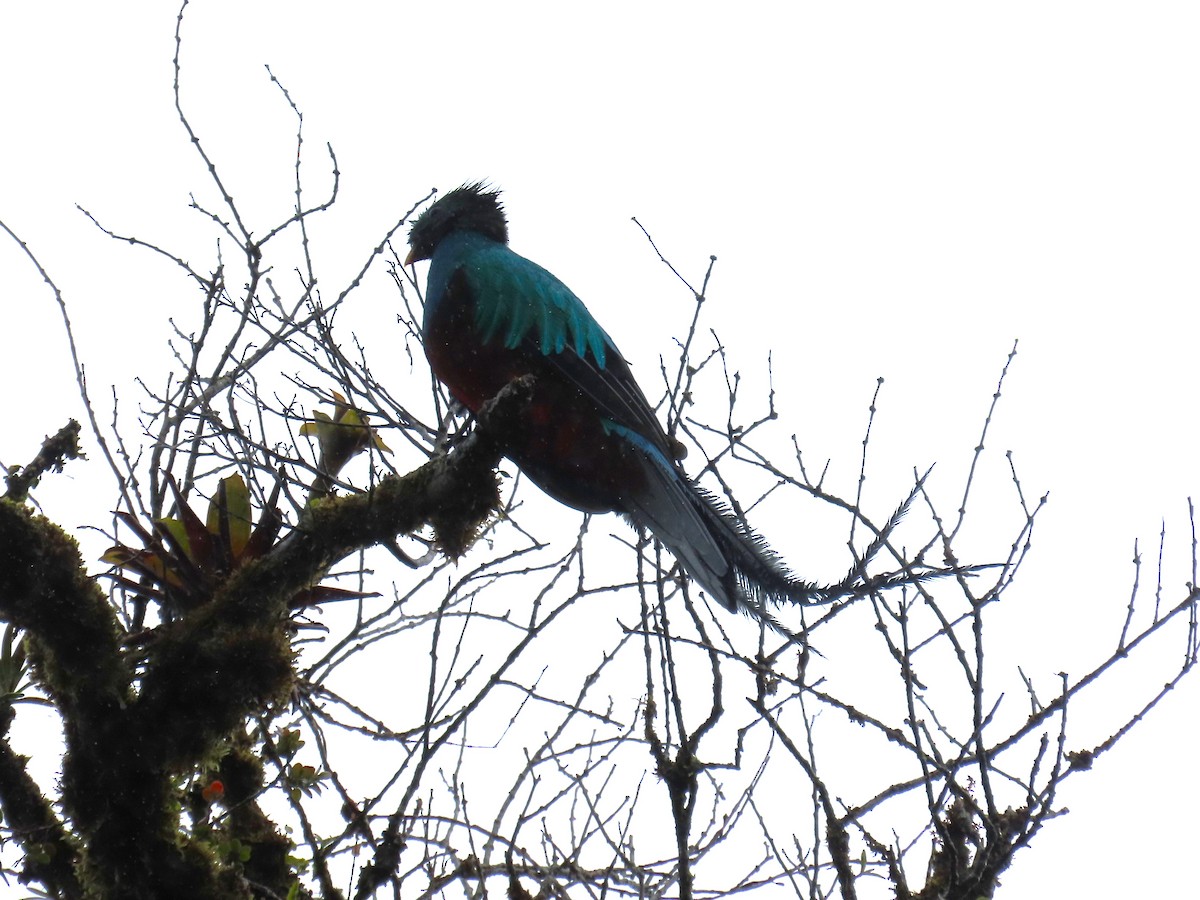 Resplendent Quetzal - ML645828604