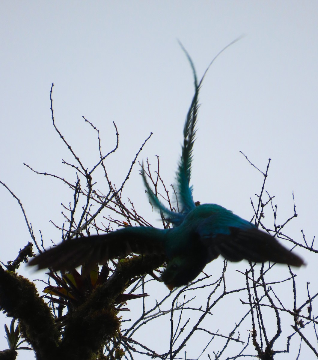 Resplendent Quetzal - ML645828607