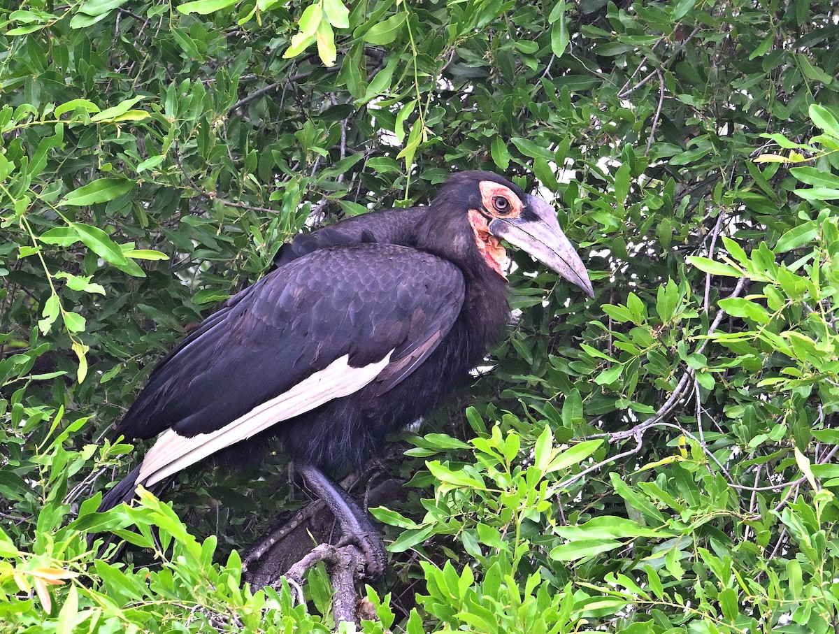 Southern Ground-Hornbill - ML645828608