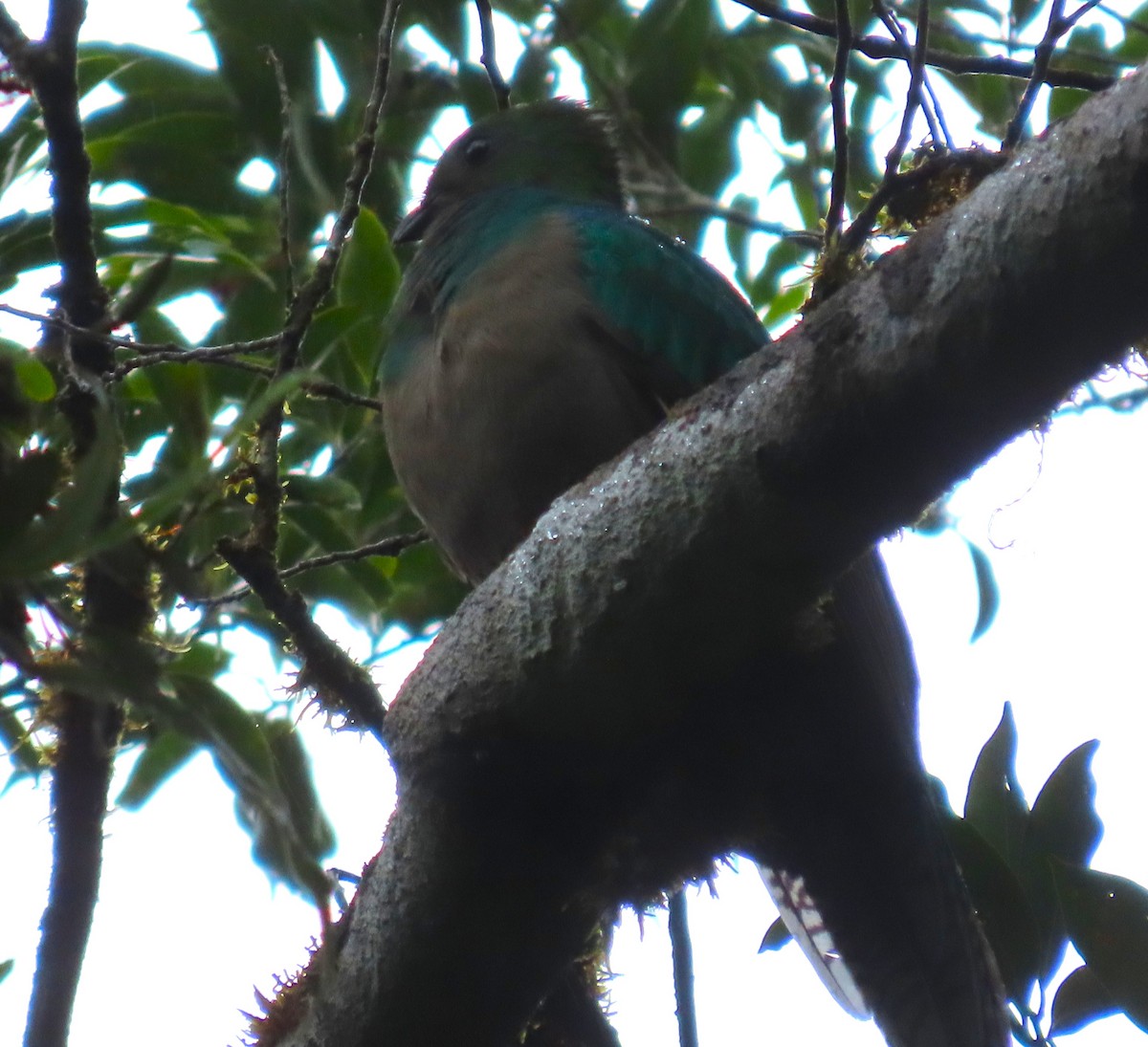 Resplendent Quetzal - ML645828610