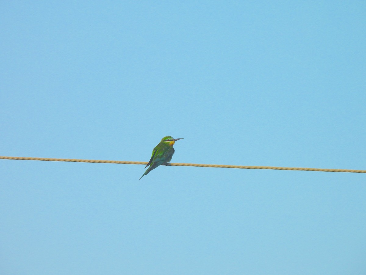 Blue-cheeked Bee-eater - ML645828611