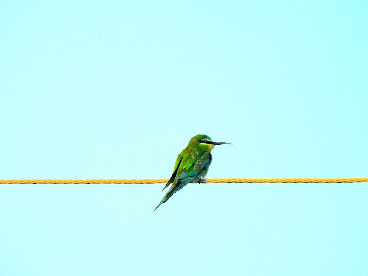 Blue-cheeked Bee-eater - ML645828612