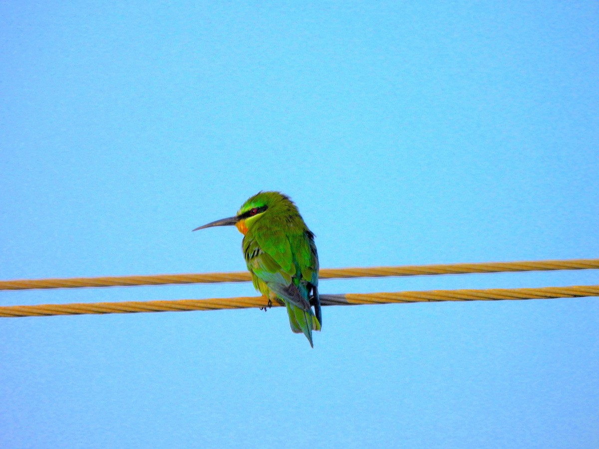Blue-cheeked Bee-eater - ML645828613