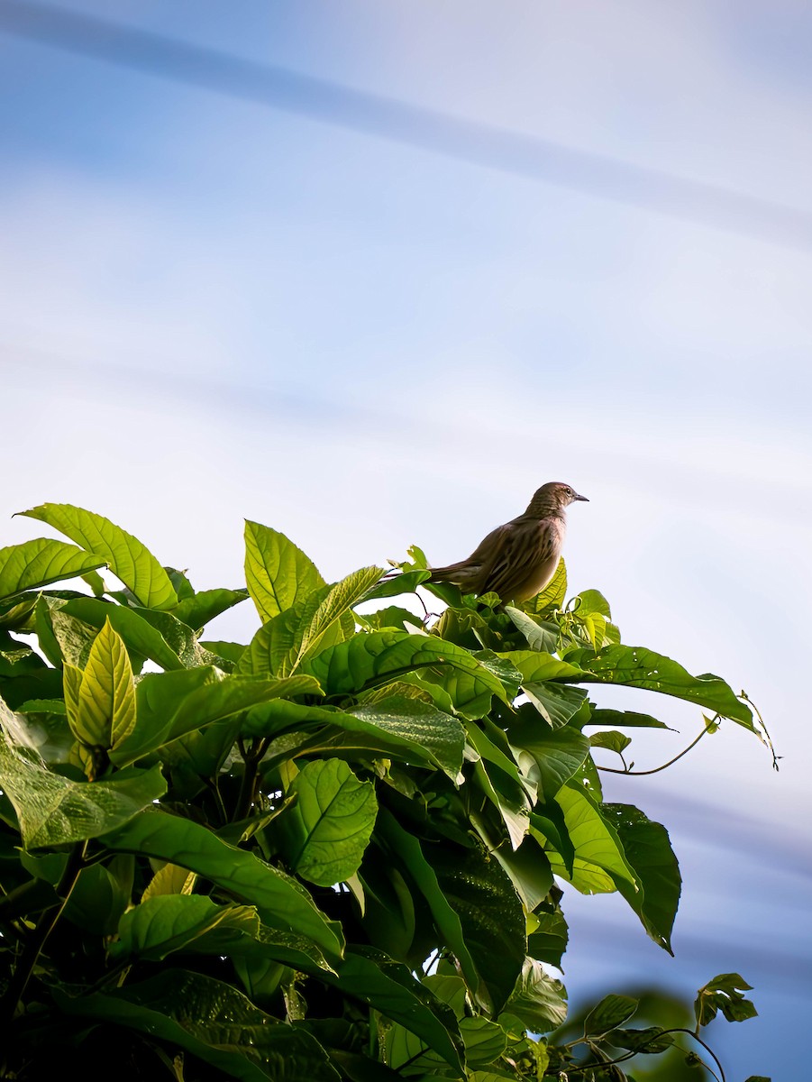 Striated Grassbird - ML645828614