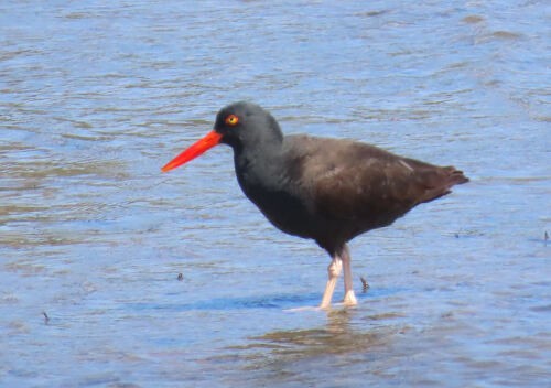 Black Oystercatcher - ML645828615