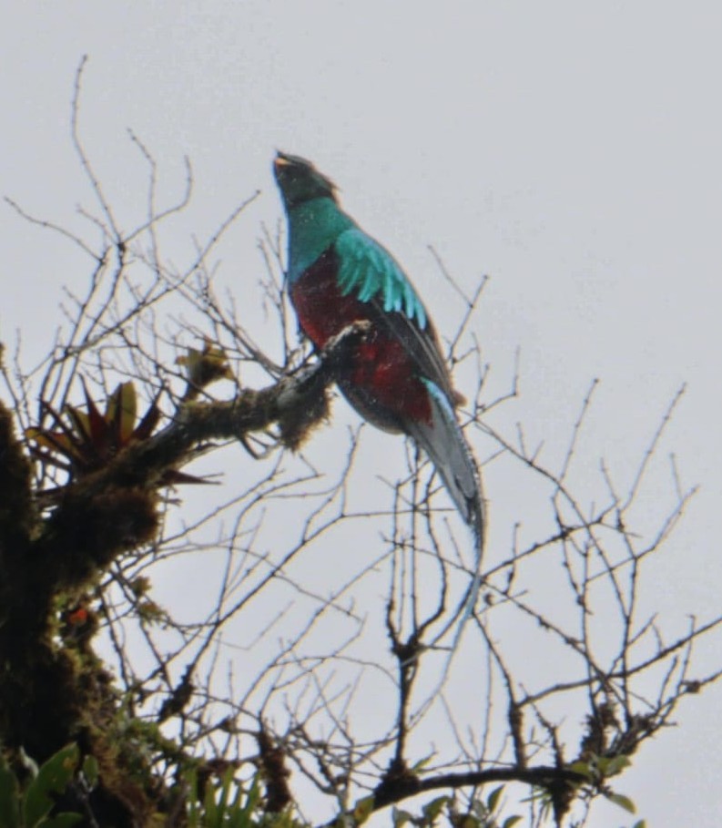Resplendent Quetzal - ML645828616