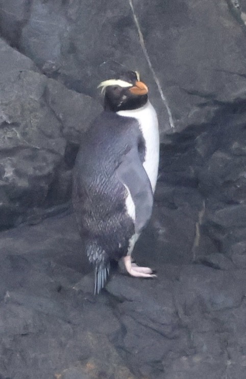 Fiordland Penguin - ML645828618