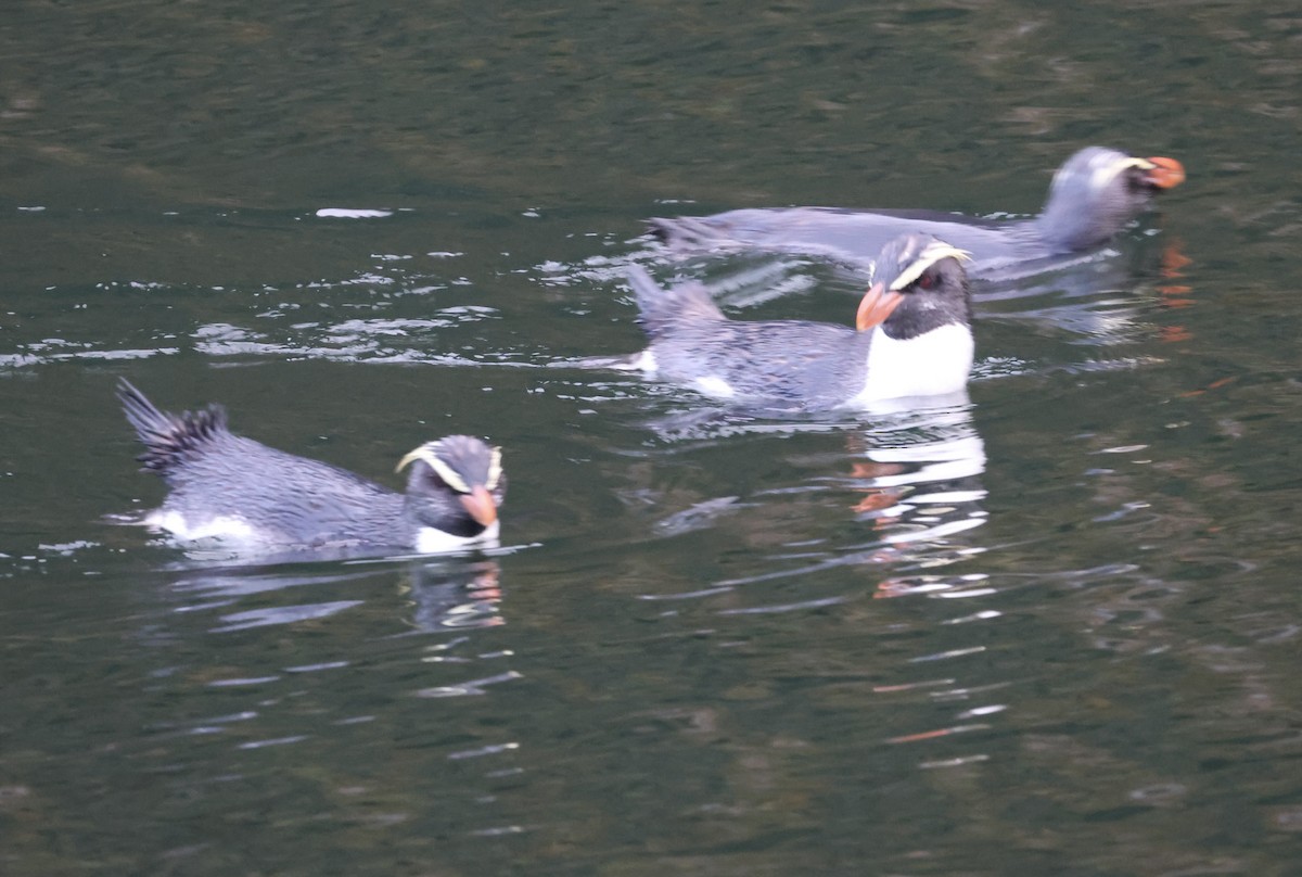 Fiordland Penguin - ML645828619