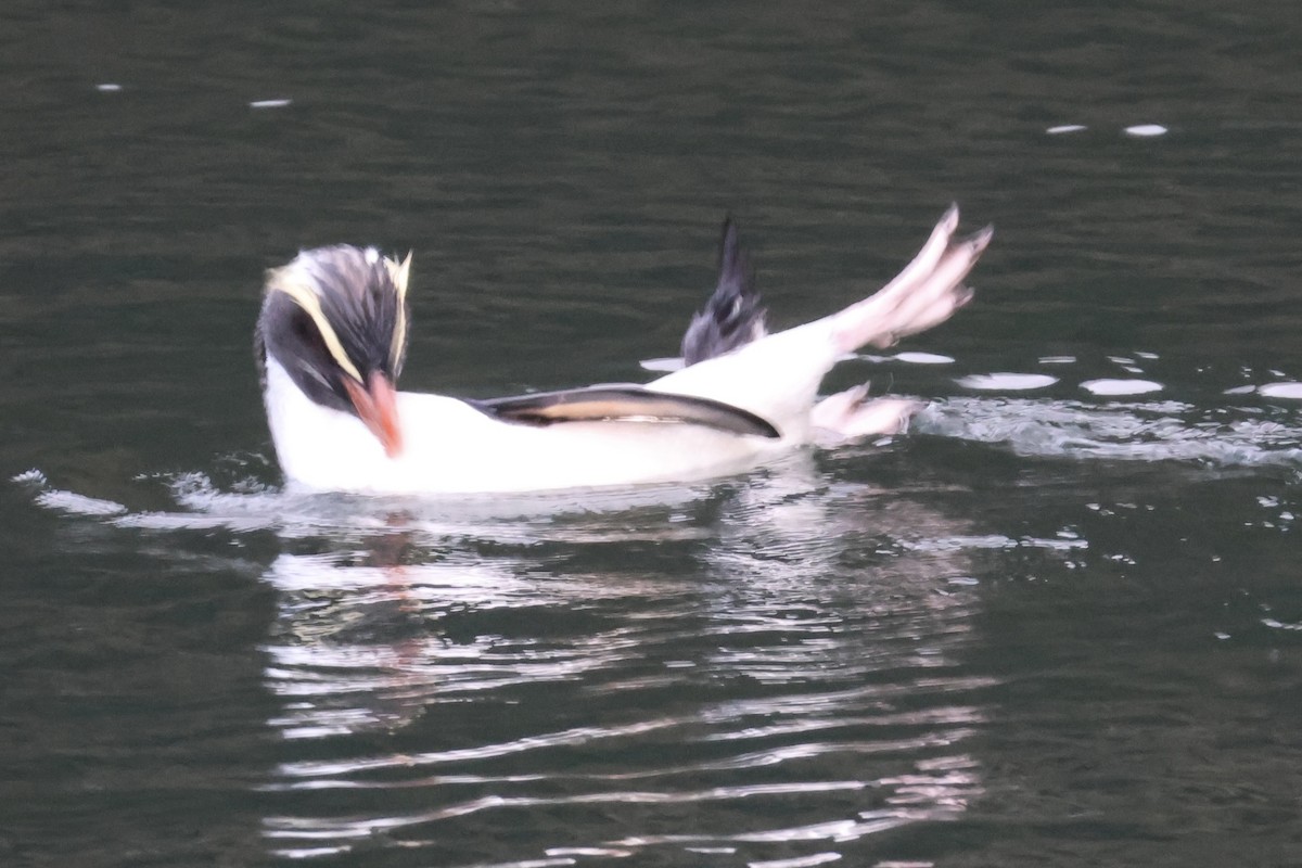 Fiordland Penguin - ML645828620