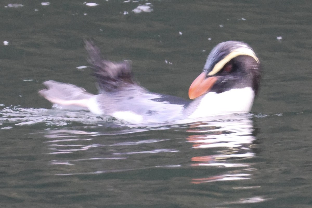 Fiordland Penguin - ML645828621
