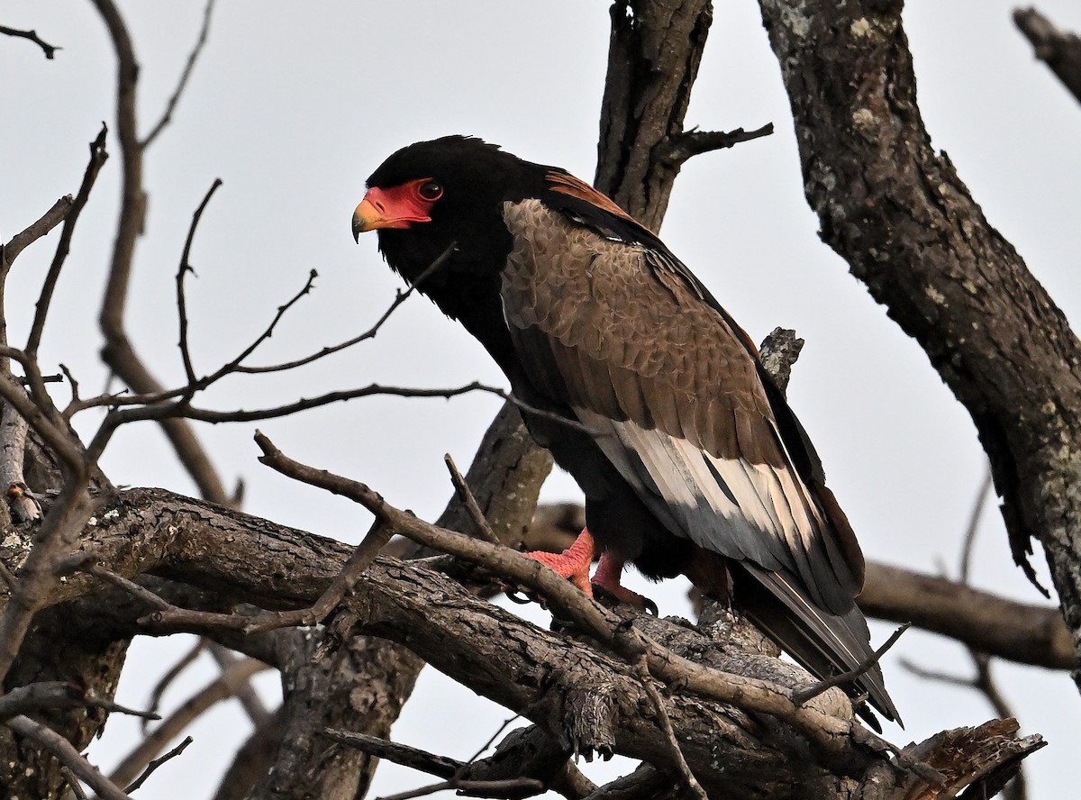 Bateleur - ML645828624