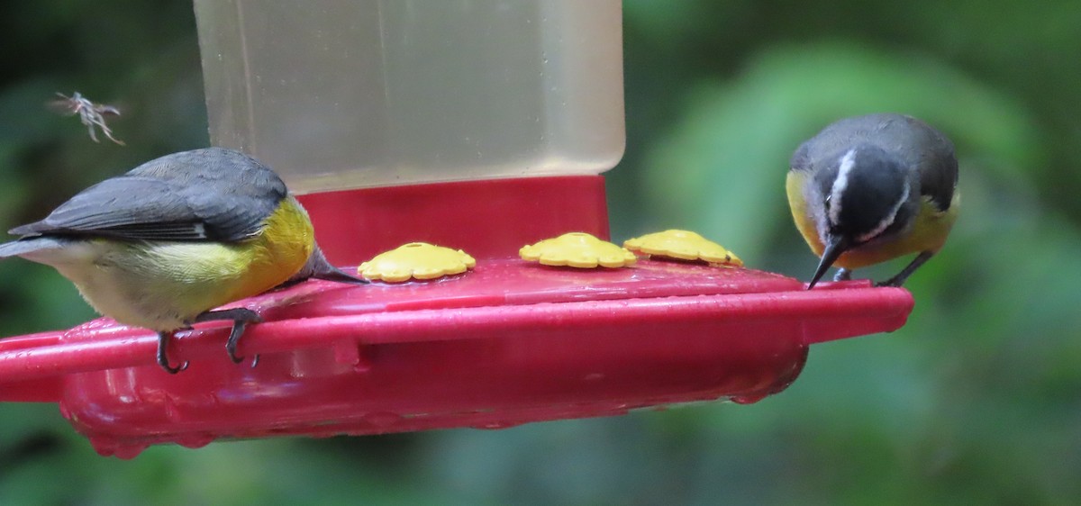 Bananaquit - ML645828625