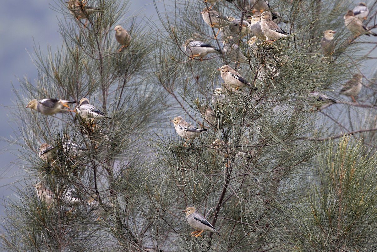 Red-billed Starling - ML645828627