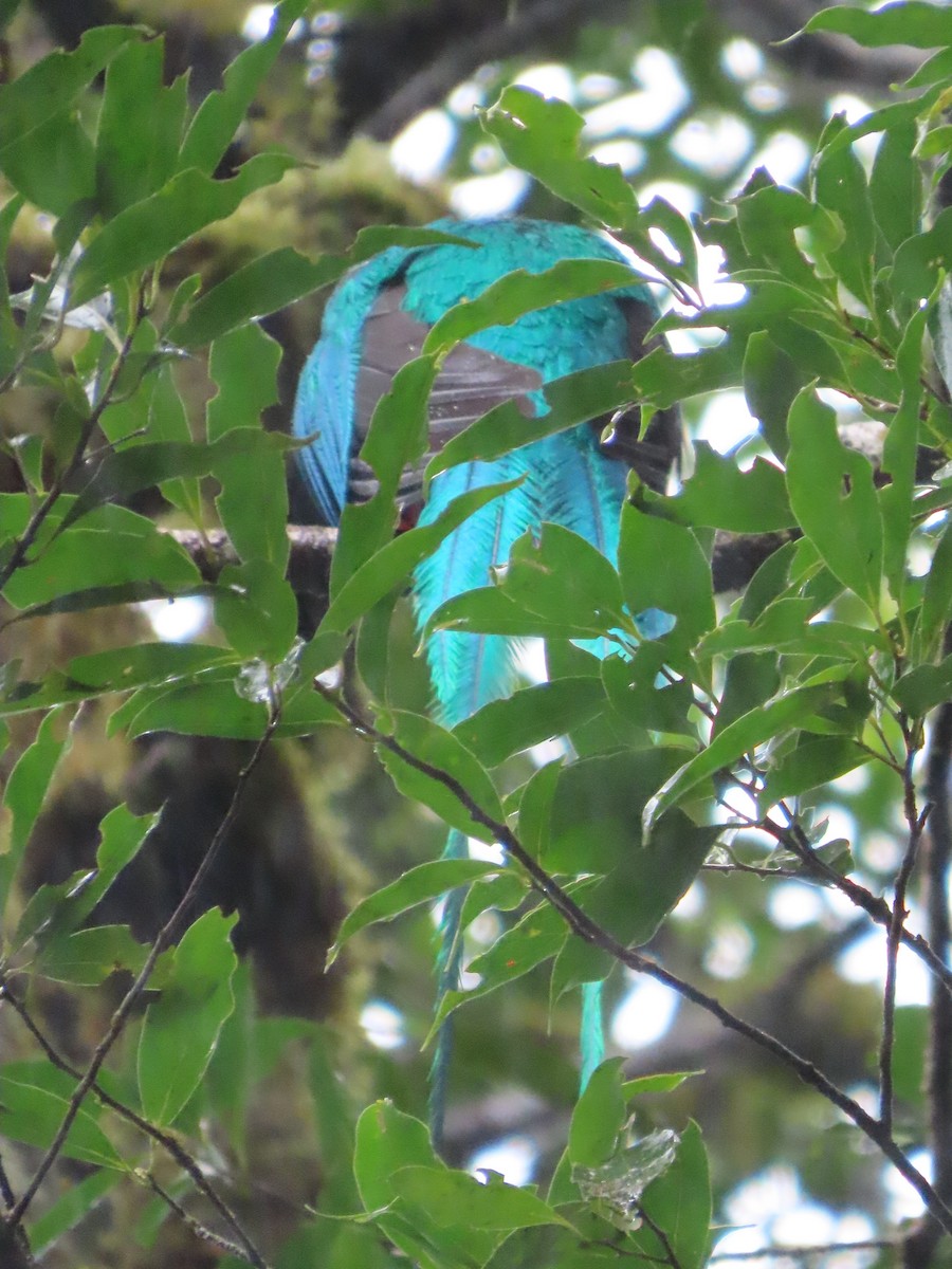 Resplendent Quetzal - ML645828628