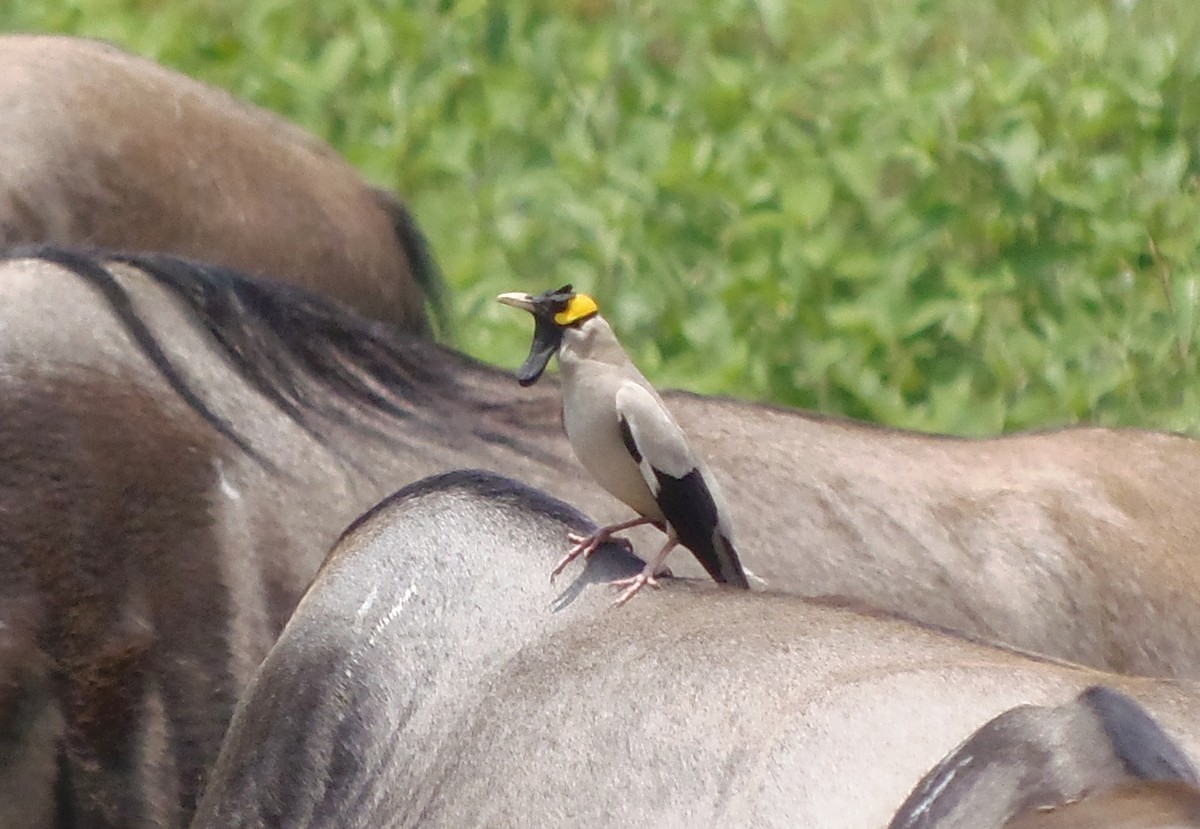 Wattled Starling - ML645828629