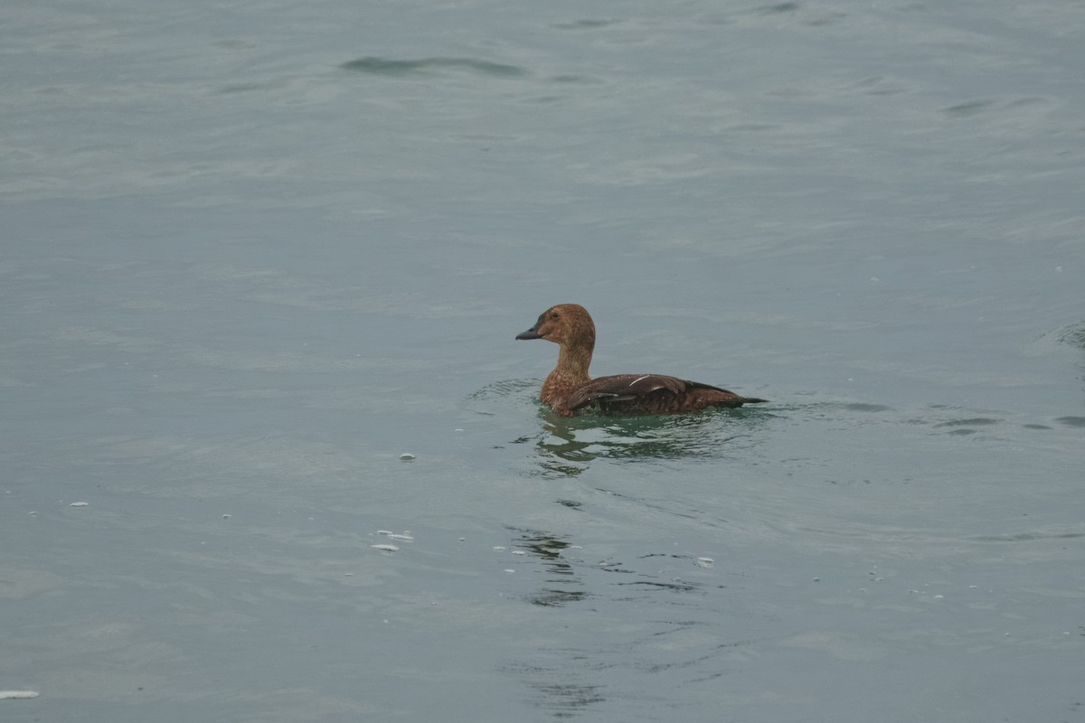 King Eider - ML645828632