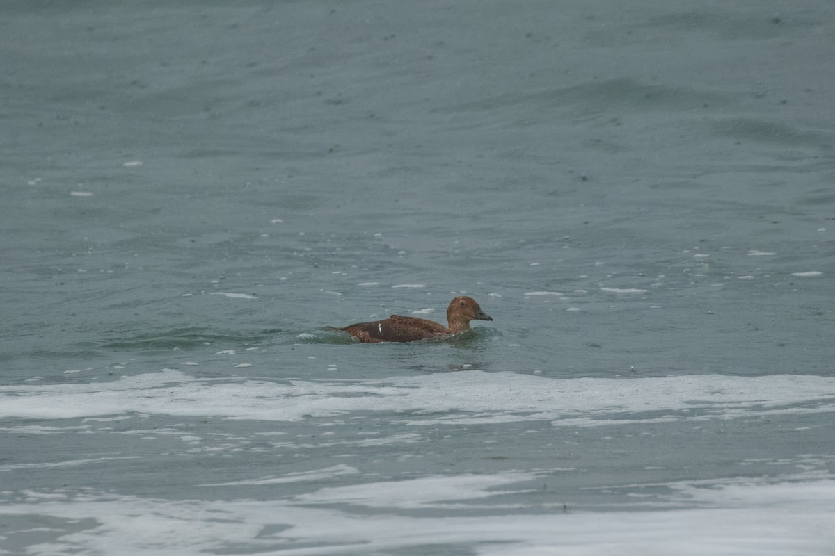 King Eider - ML645828633