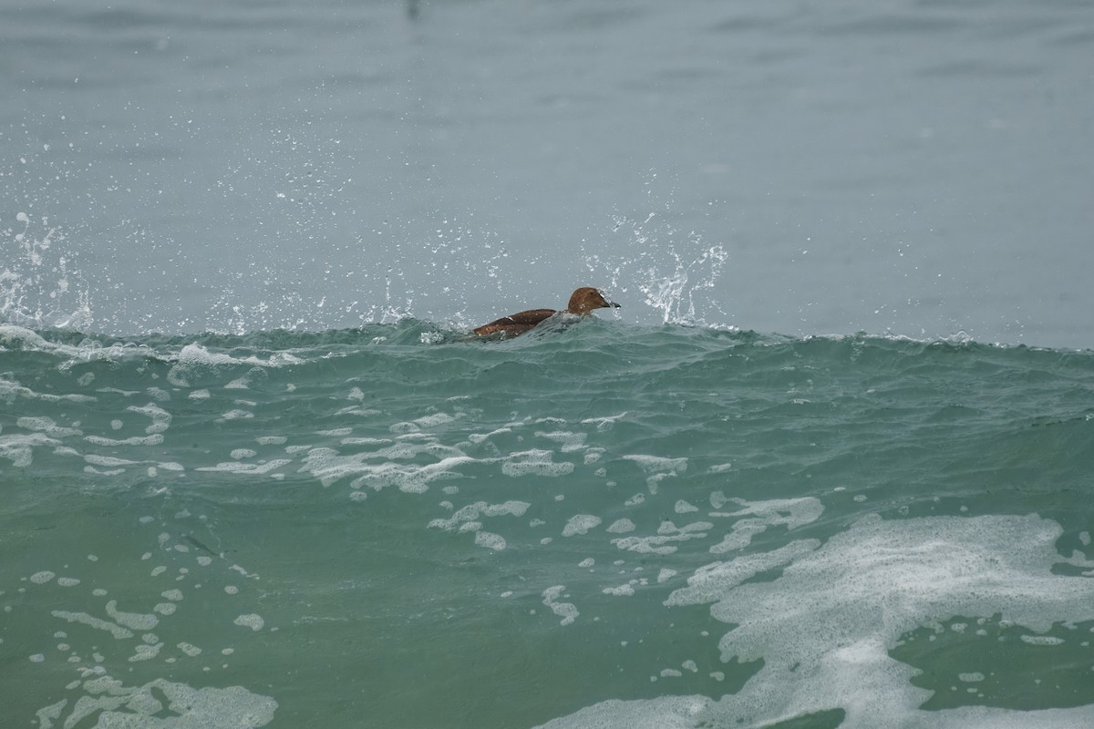 King Eider - ML645828634