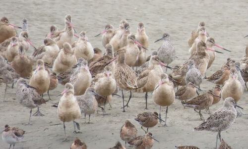 Aguja Canela - ML645828640