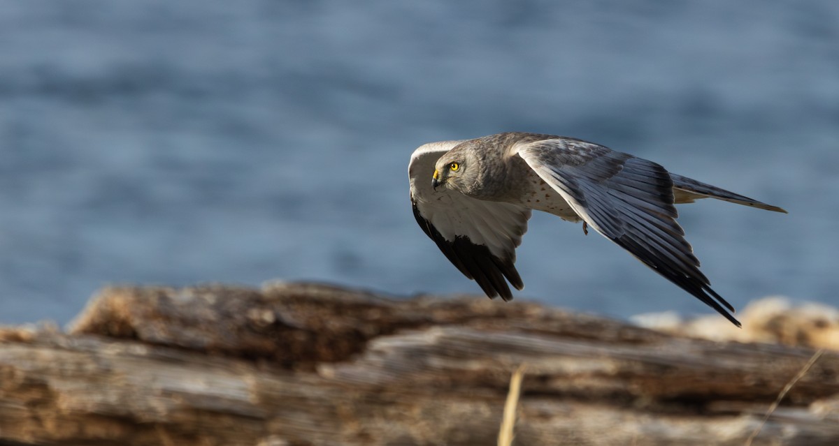 Aguilucho de Hudson - ML645828642
