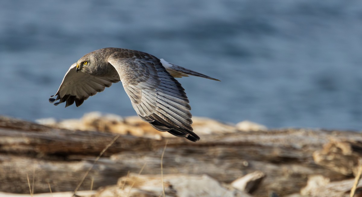 Aguilucho de Hudson - ML645828643