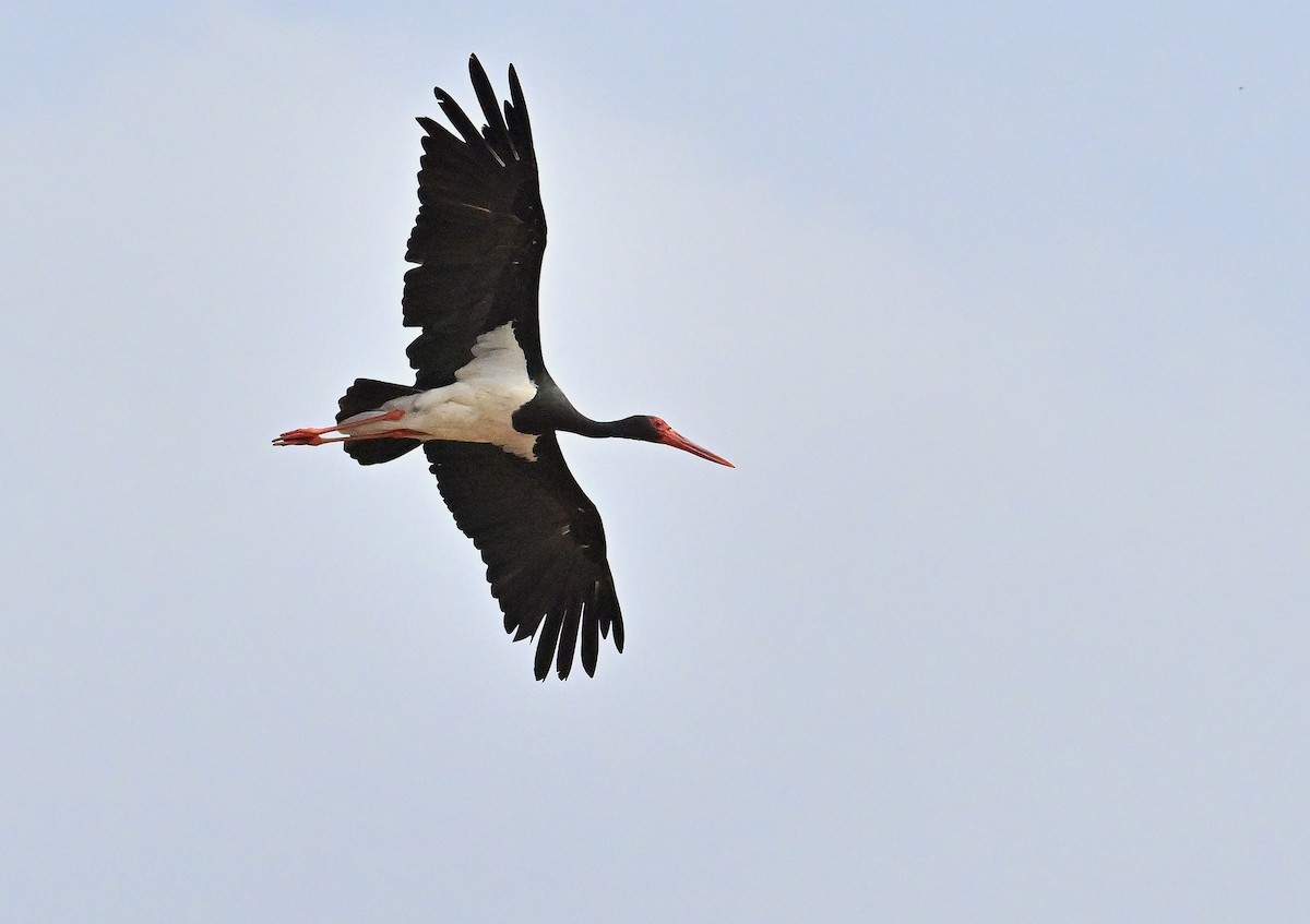 Cigüeña Negra - ML645828645