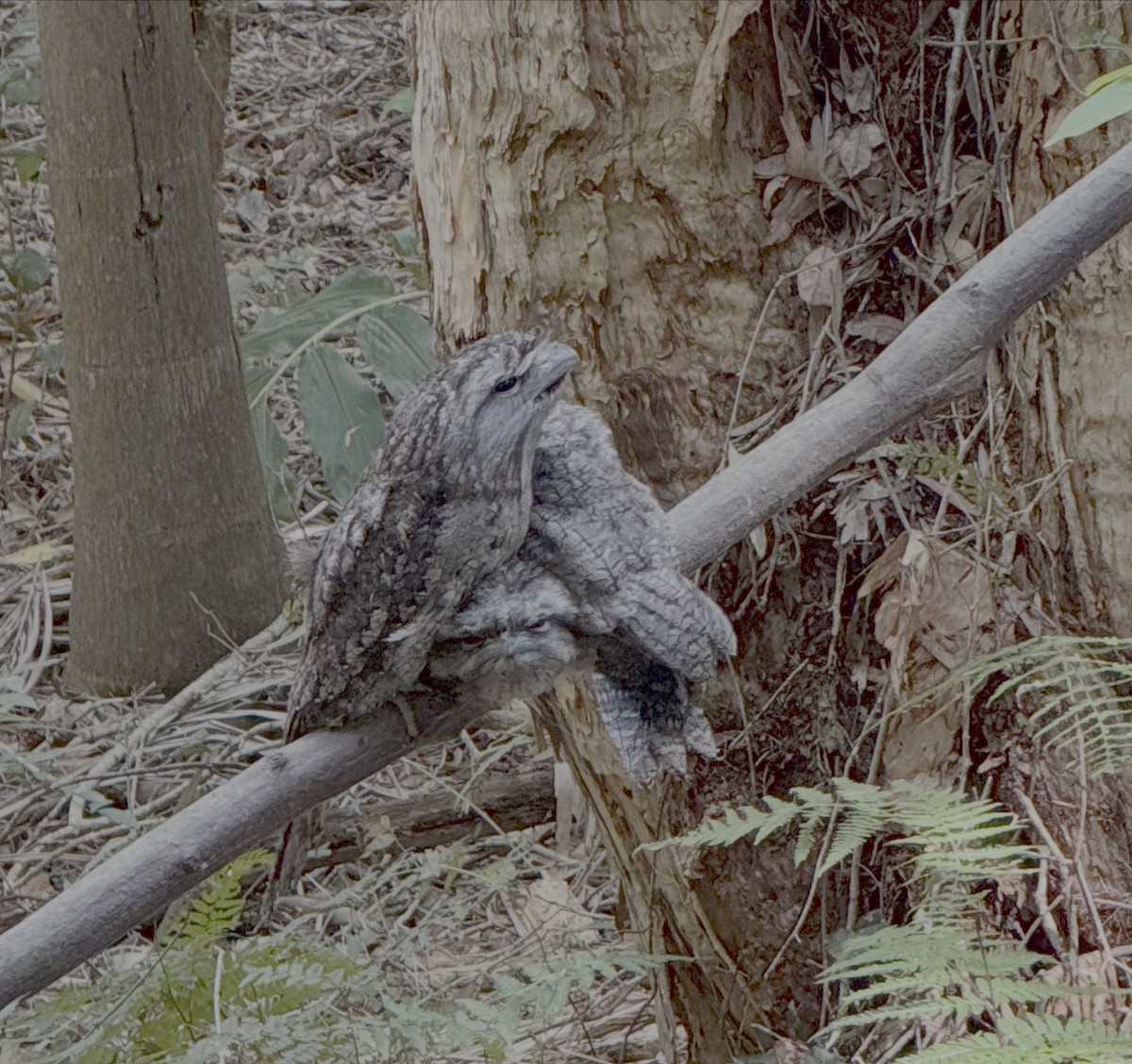 Podargo Australiano - ML645828647