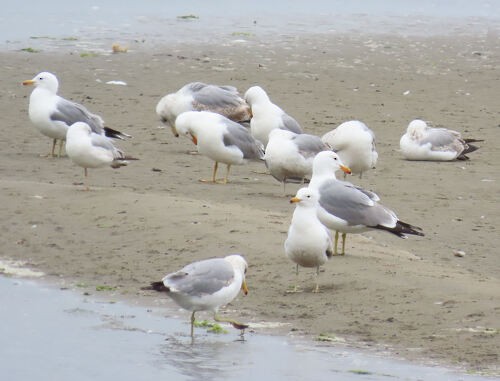 Gaviota de Delaware - ML645828649