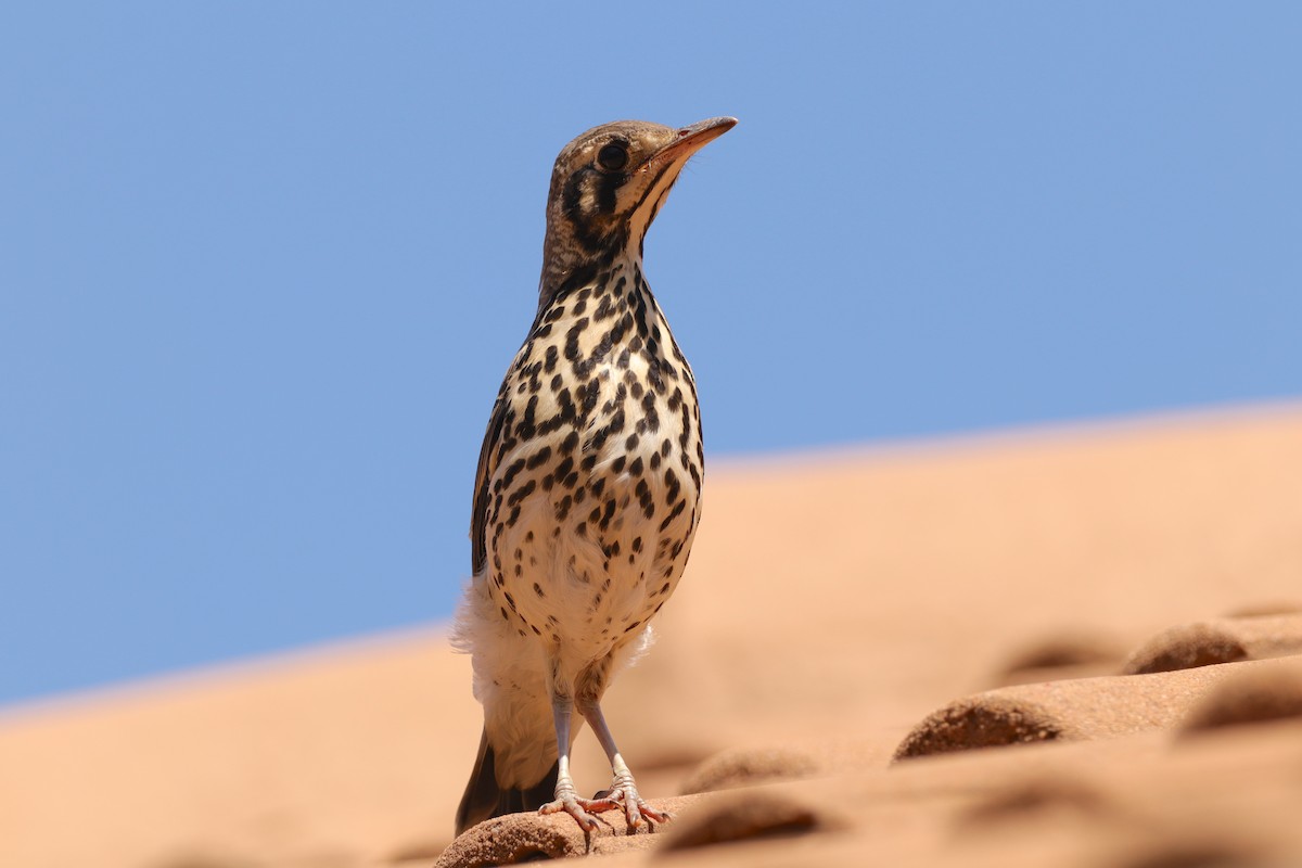 Groundscraper Thrush - ML645828651