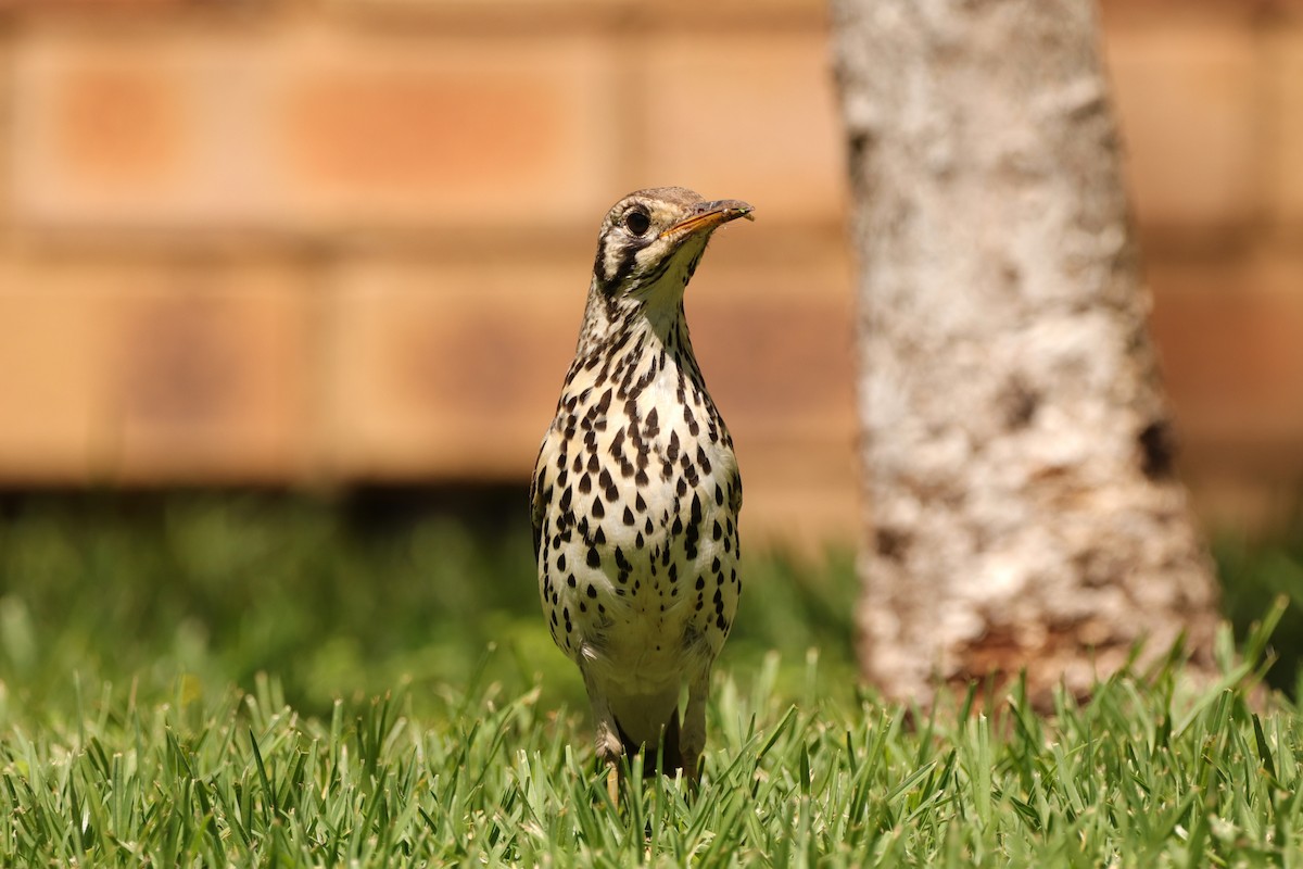 Groundscraper Thrush - ML645828652
