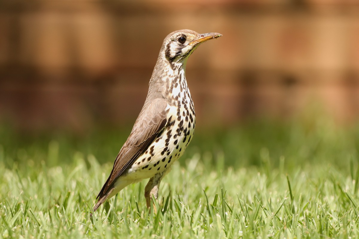 Groundscraper Thrush - ML645828653