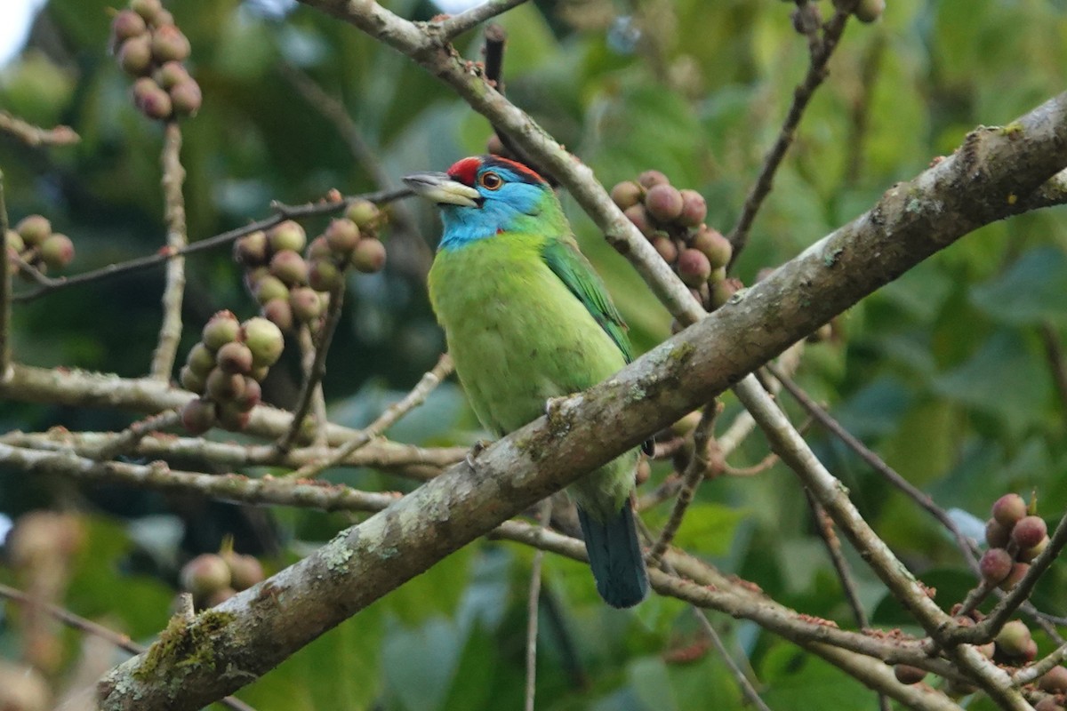 White-crowned Forktail - ML645828701