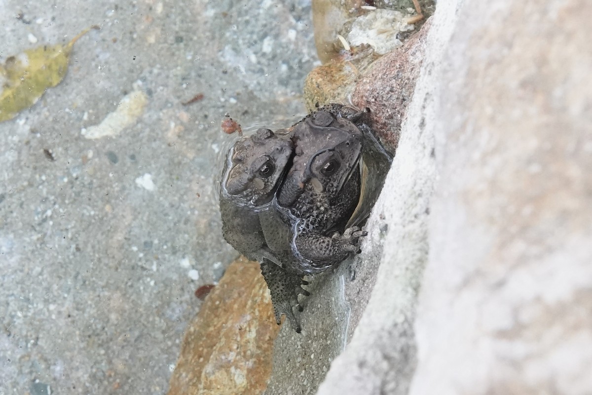 White-crowned Forktail - ML645828702