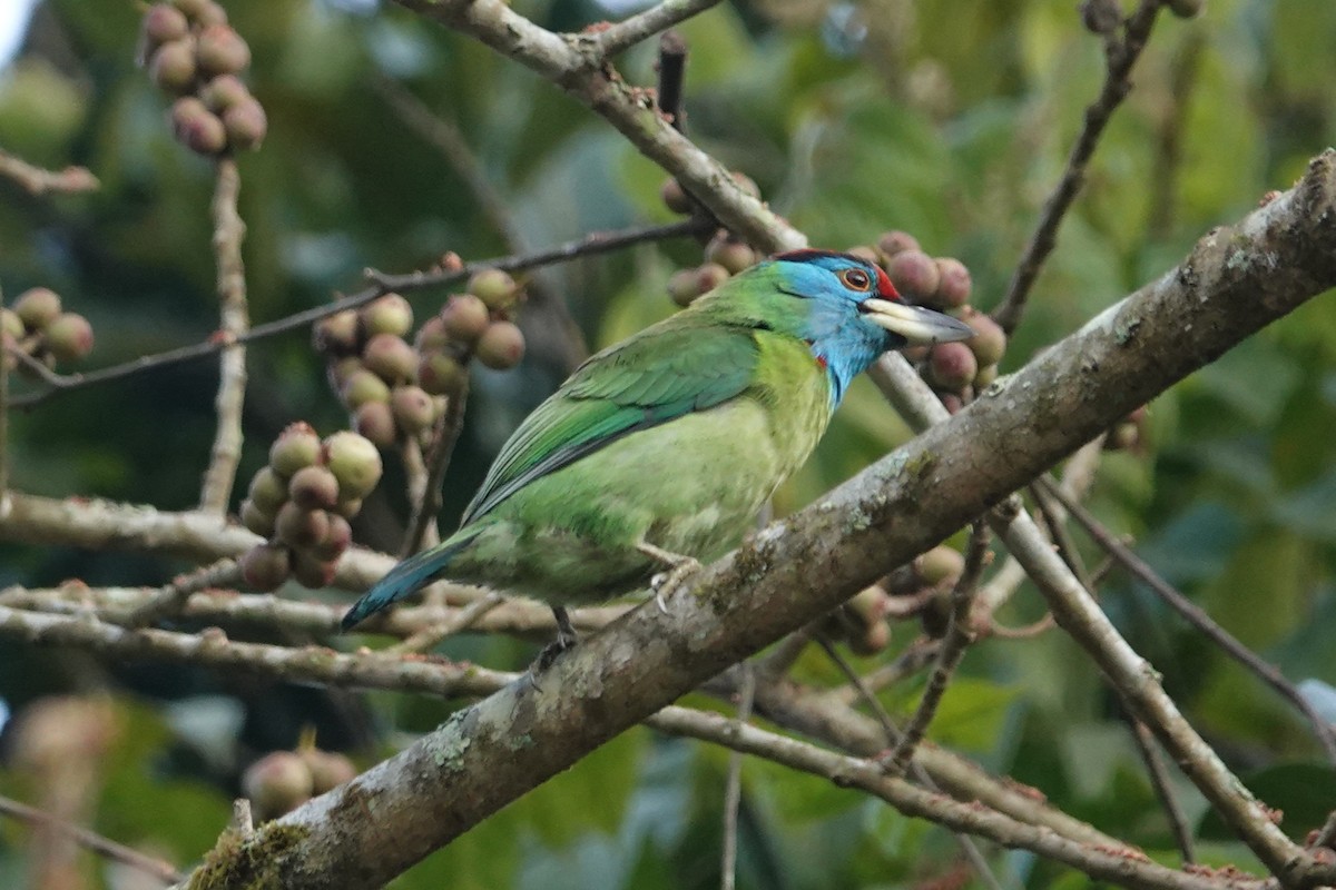 White-crowned Forktail - ML645828703
