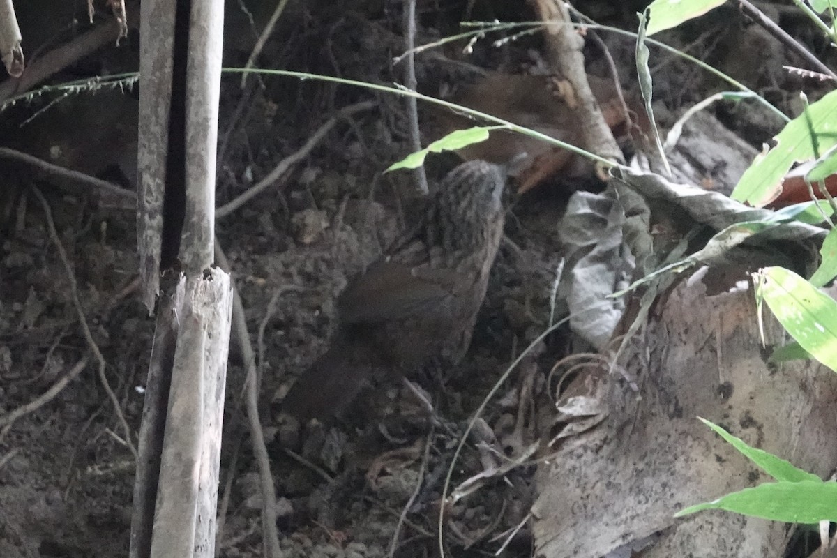 White-crowned Forktail - ML645828704