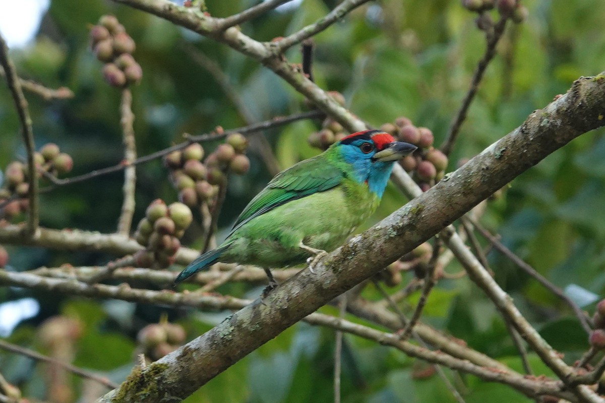 White-crowned Forktail - ML645828705