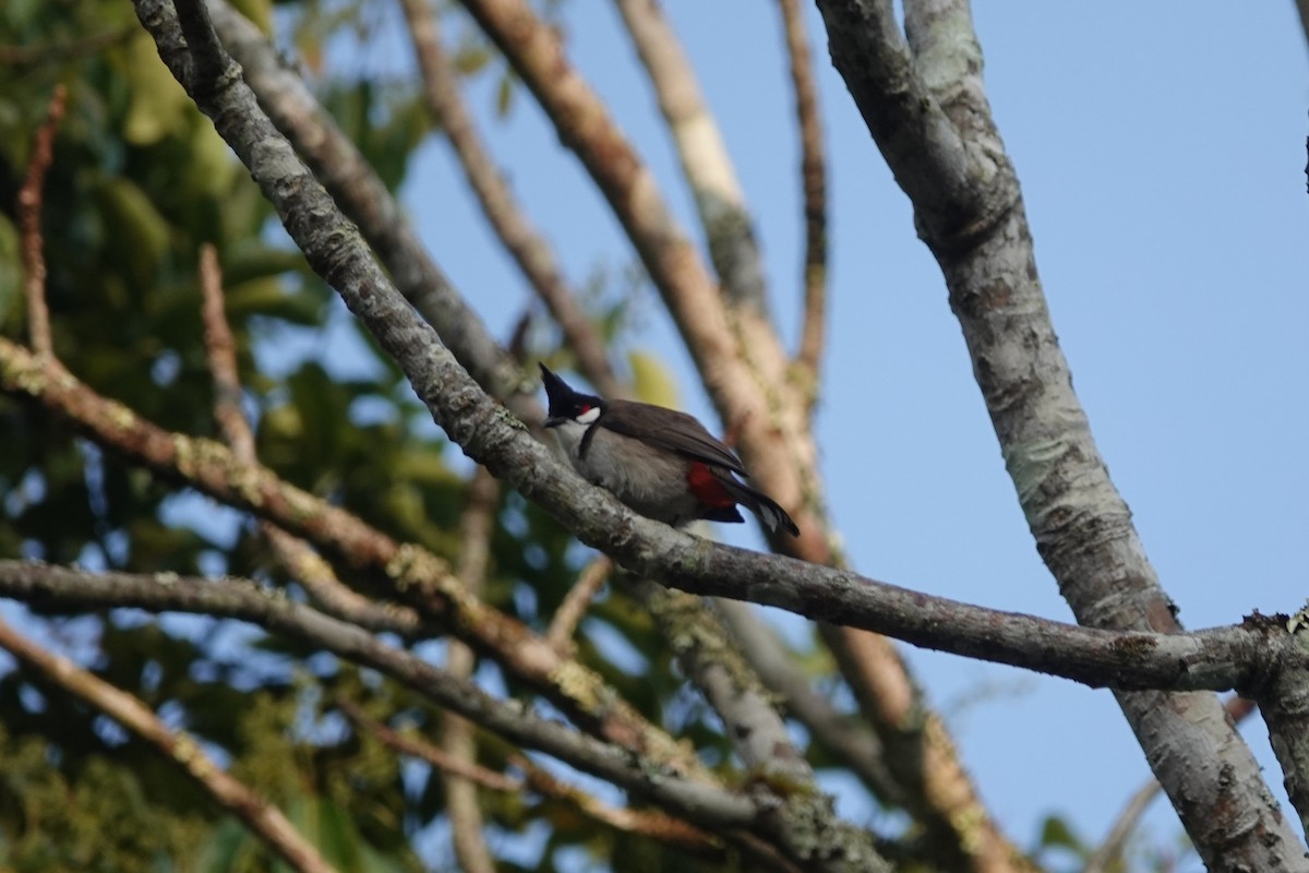 White-crowned Forktail - ML645828706