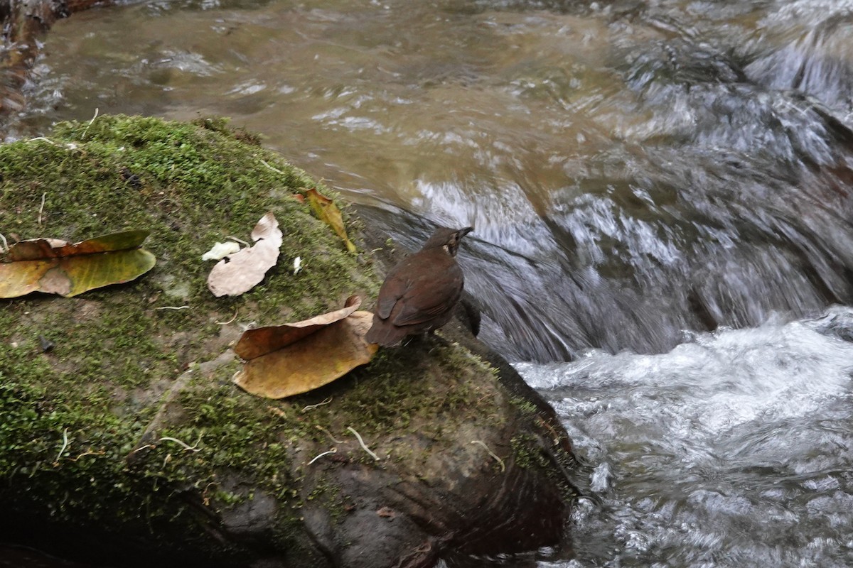 White-crowned Forktail - ML645828708