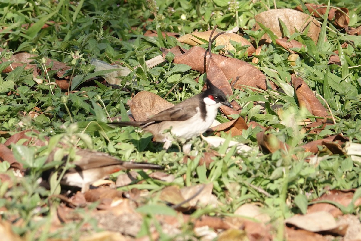White-crowned Forktail - ML645828709