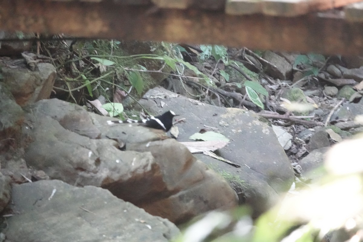 White-crowned Forktail - ML645828712