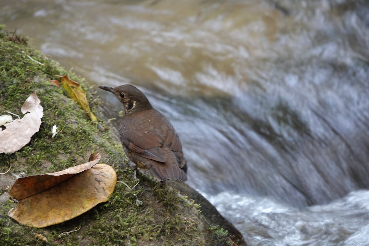 White-crowned Forktail - ML645828713