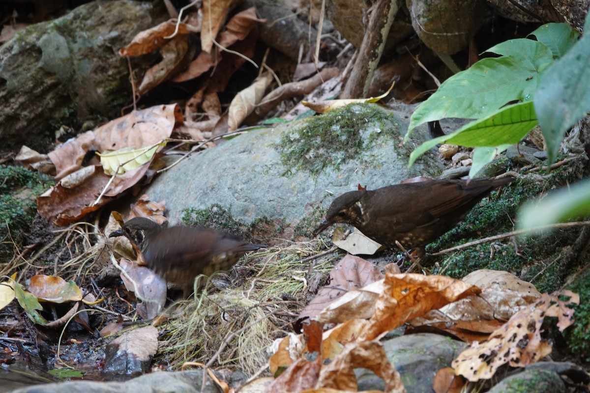 White-crowned Forktail - ML645828714