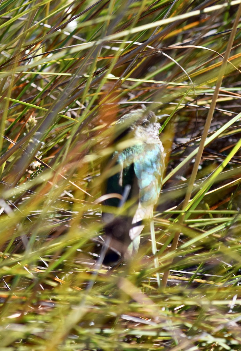 Shining Bronze-Cuckoo - ML645828715