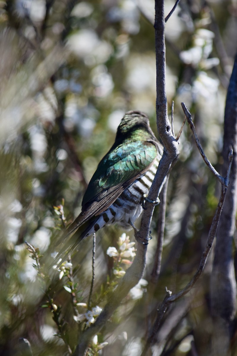 Shining Bronze-Cuckoo - ML645828716