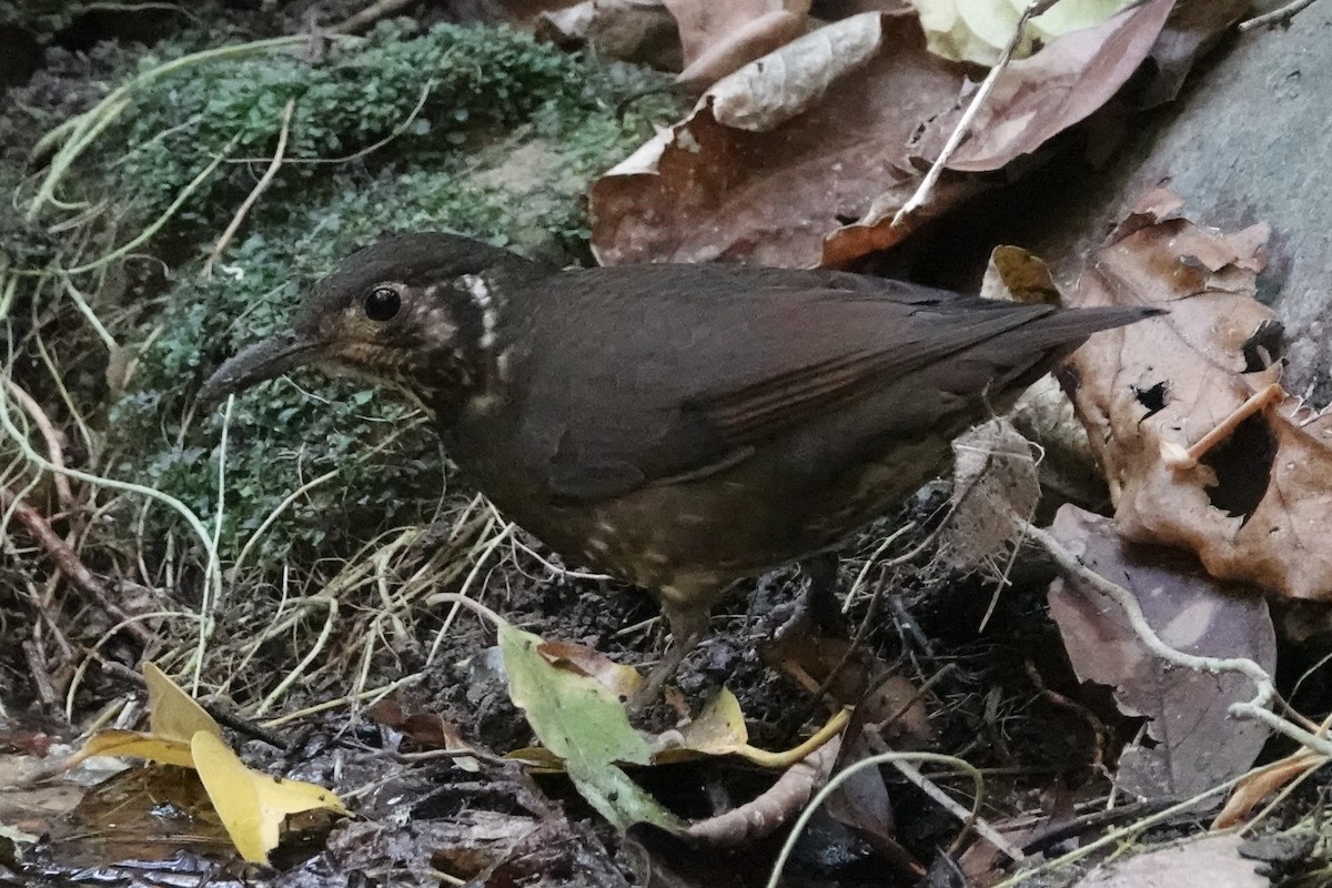 Snowy-browed Flycatcher - ML645828717
