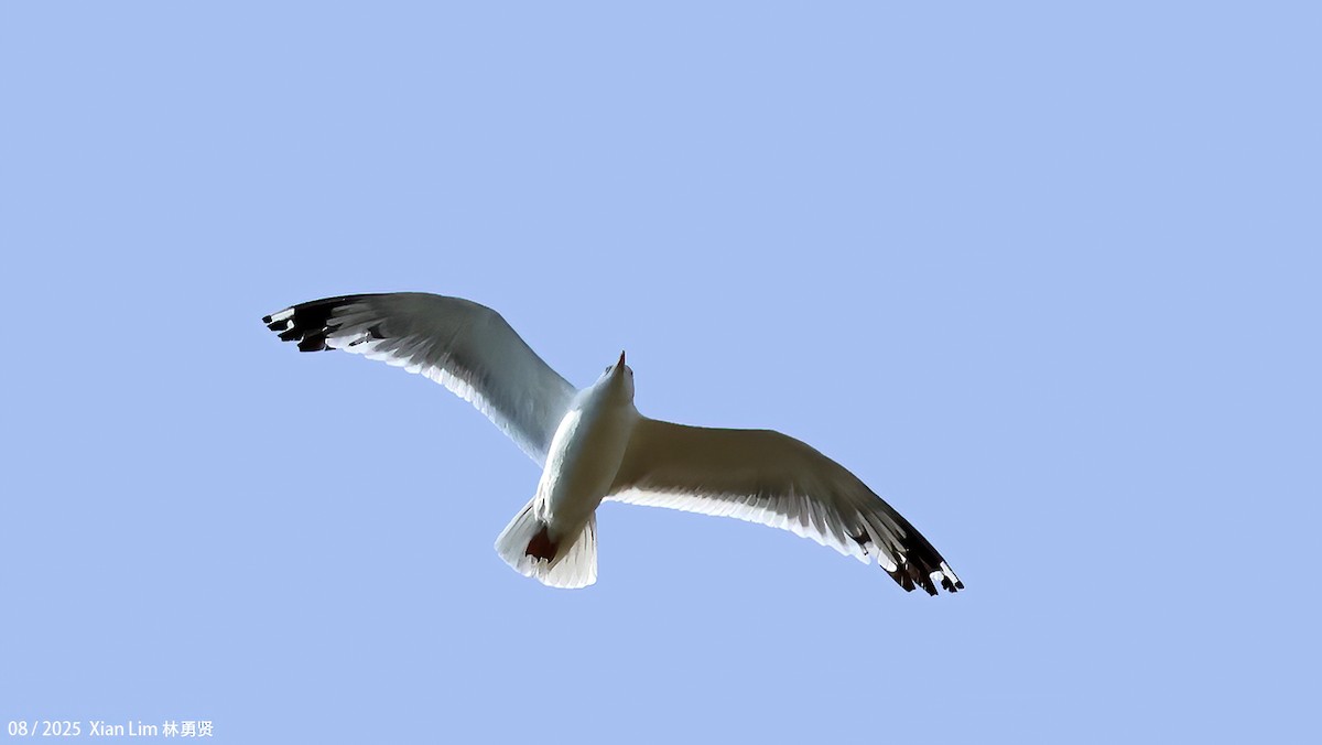 שחף מונגולי - ML645828718