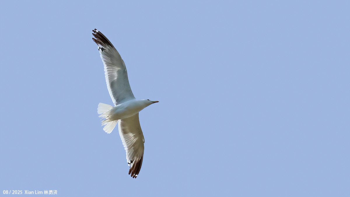 שחף מונגולי - ML645828719